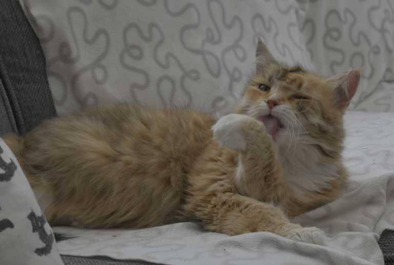 Sibirisk katt Dani