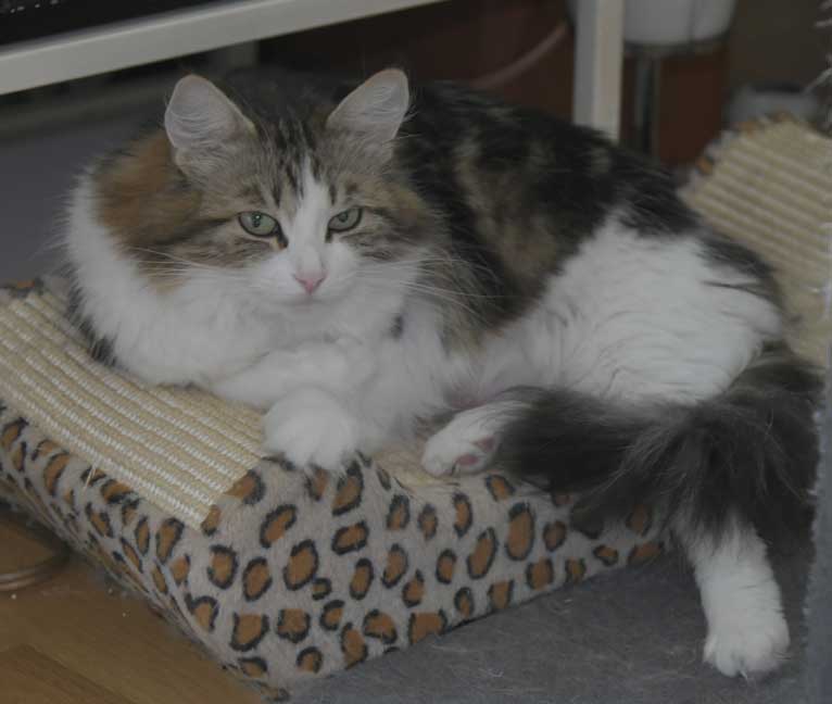 Sibirisk katt Vickie