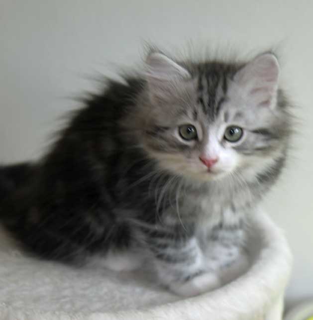 Sibirisk kattunge Seppina