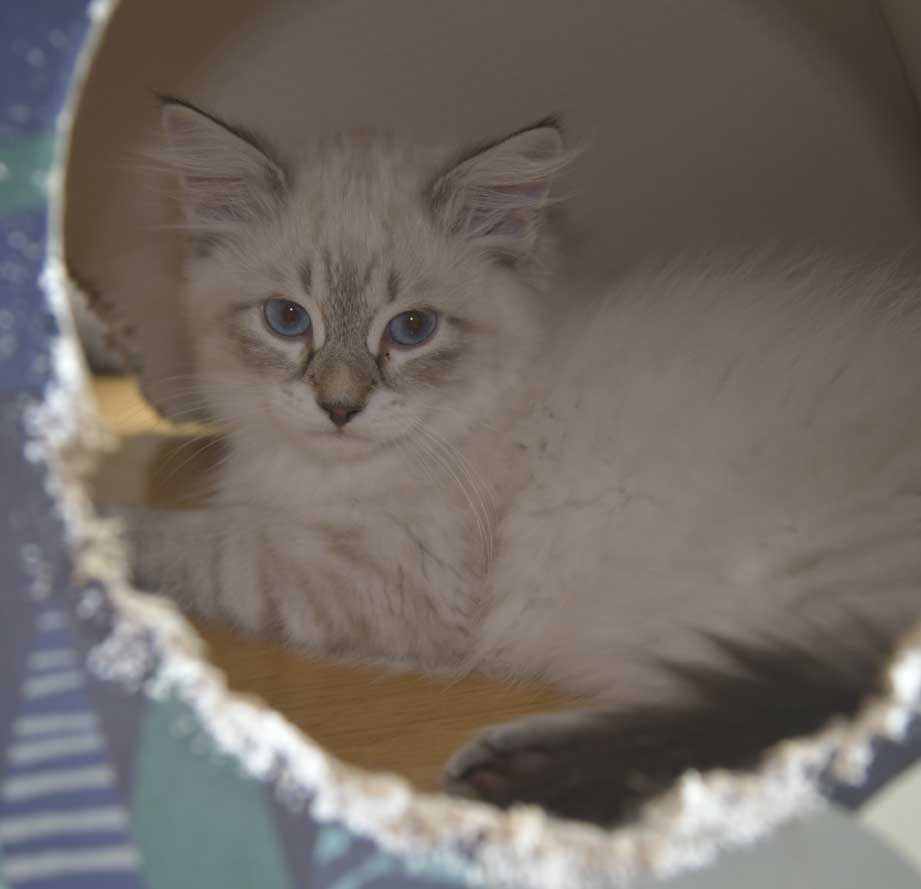 Neva Masquerade kattunge Reiko