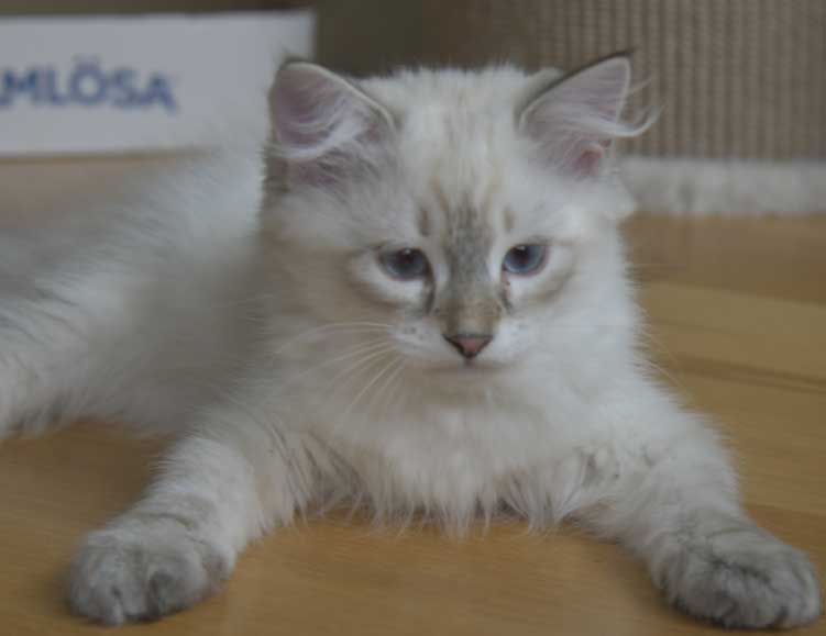 Neva Masquerade kattunge Ricci