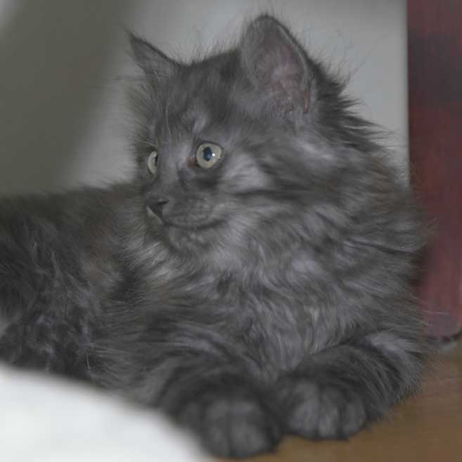 Sibirisk kattunge Skip