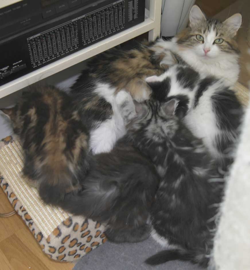 Sibiriska kattungar S3-kull