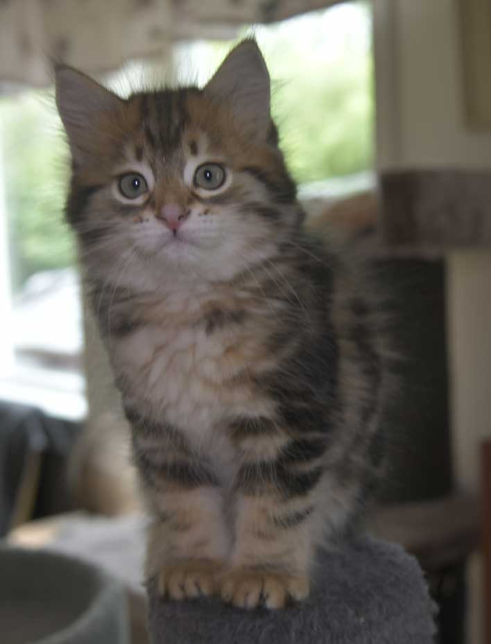 Sibirisk kattunge Semele