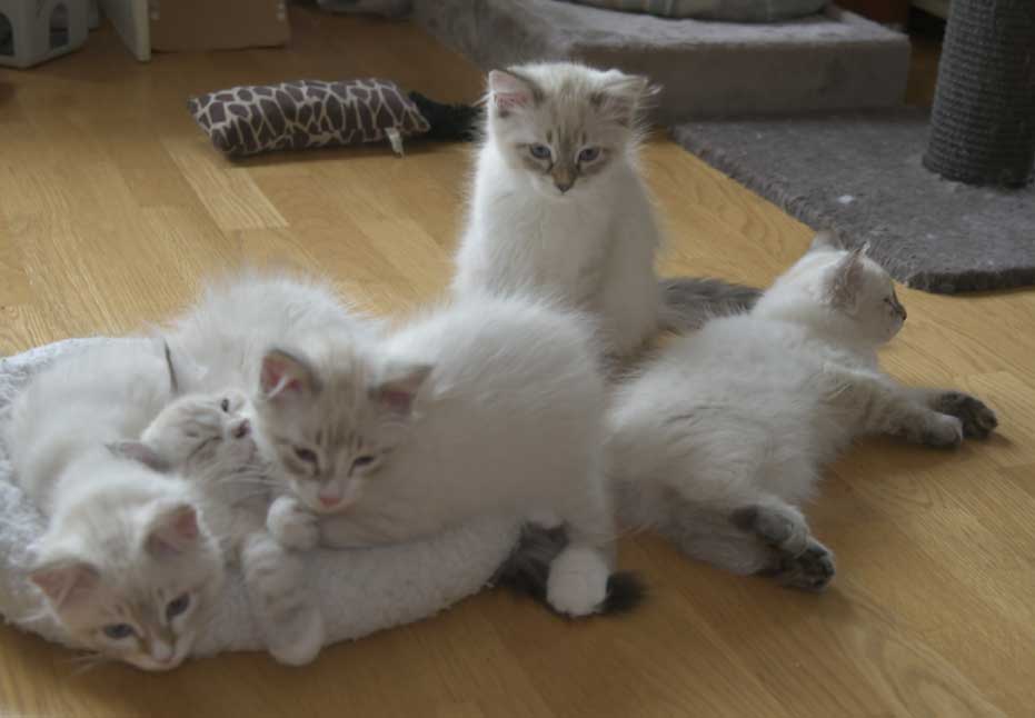 Neva Masquerade kattungar R3-kull