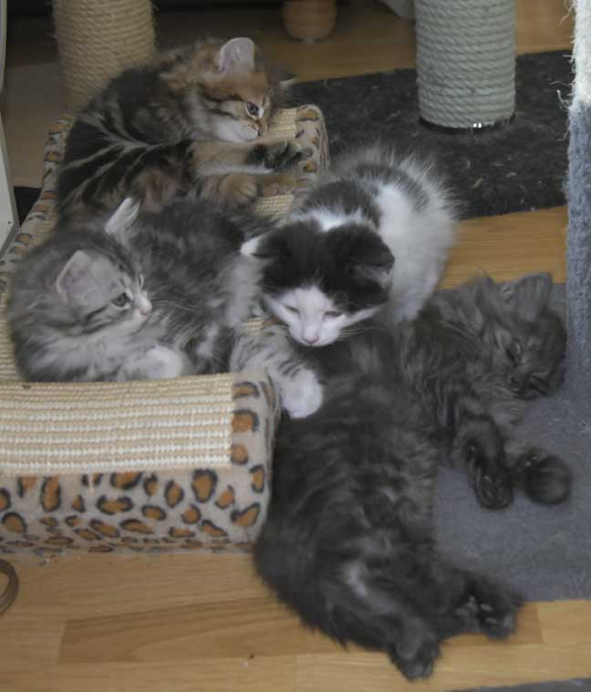 Sibiriska kattungar S3-kull