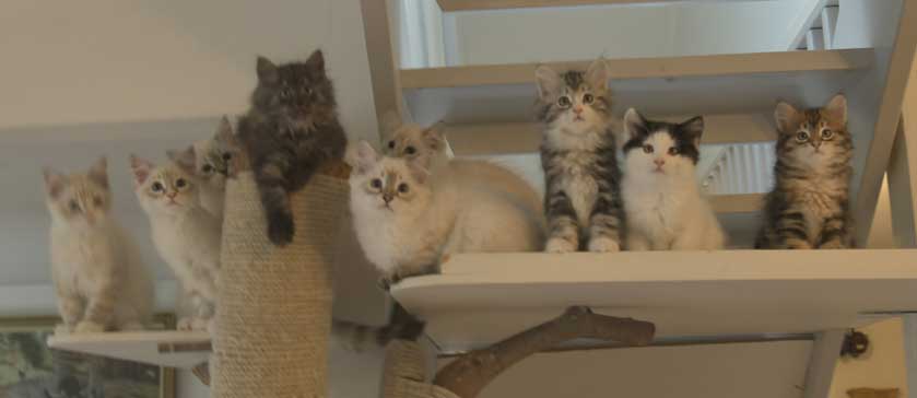 SIB o NEM S3 o R3-kullar