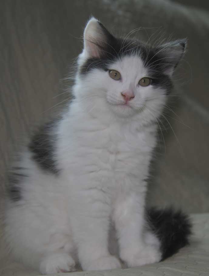 Sibirisk kattunge Saroma