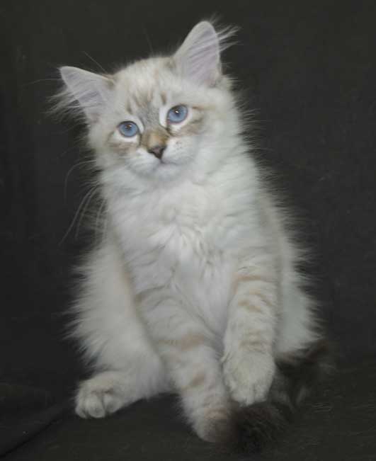 Neva Masquerade kattunge Reiko