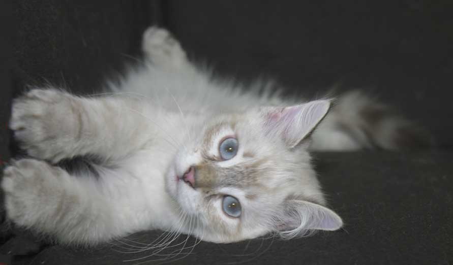 Neva Masquerade kattunge Ricci