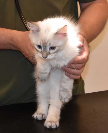 Neva Masquerade kattunge Ricci