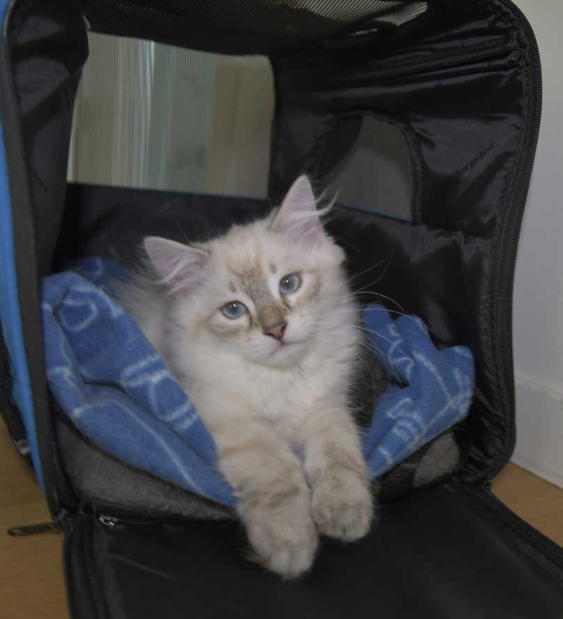 Neva Masquerade kattunge Ricci