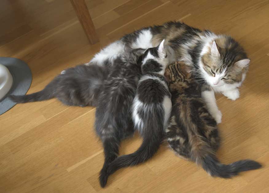 Sibiriska kattungar S3-kull