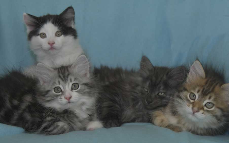 Sibiriska kattungar S3-kull