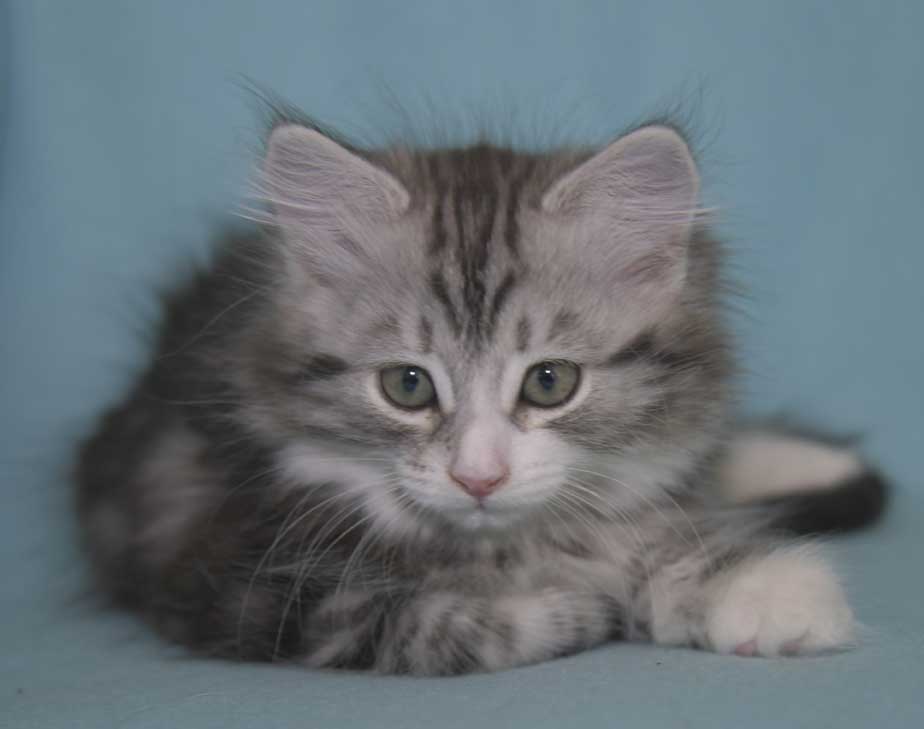 Sibirisk kattunge Seppina