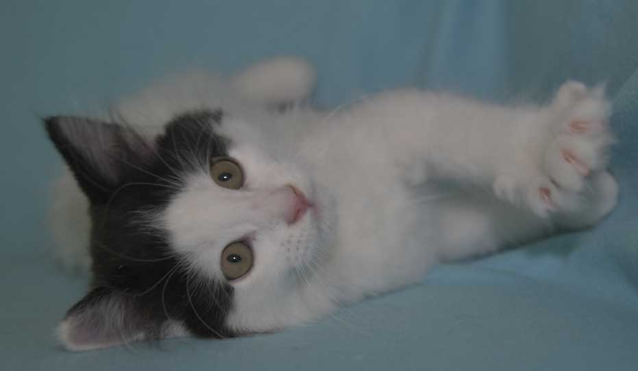 Sibirisk kattunge Saroma