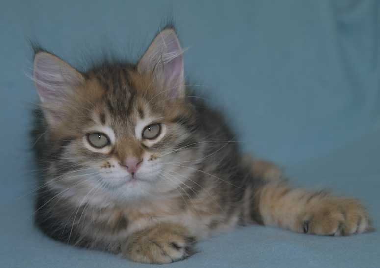 Sibirisk kattunge Semele