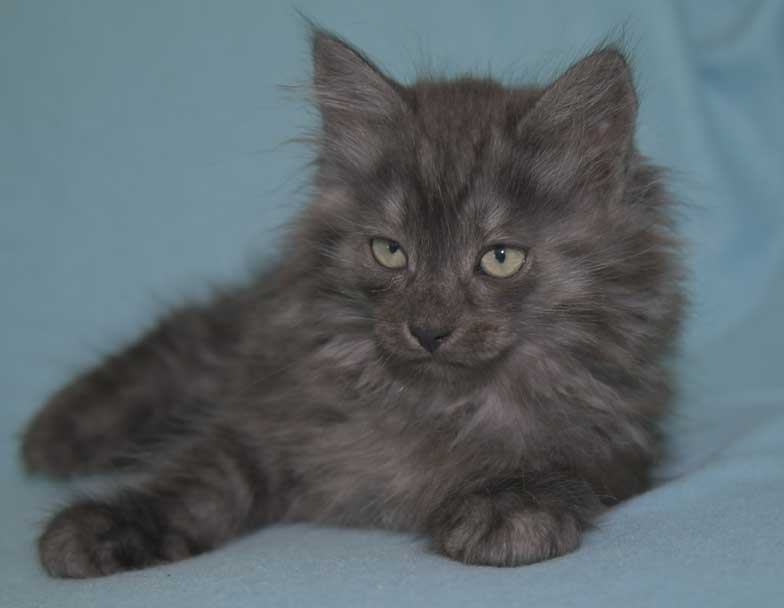 Sibirisk kattunge Skip