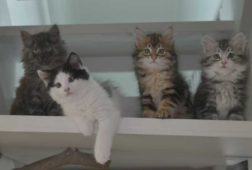 Sibiriska kattungar Starskys S3-kull