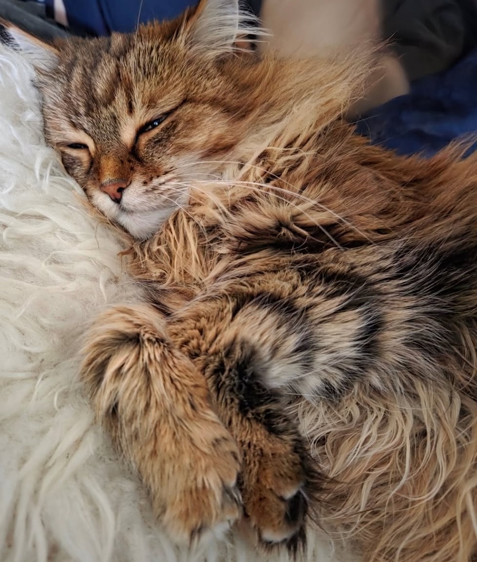 Sibirisk katt Orinda