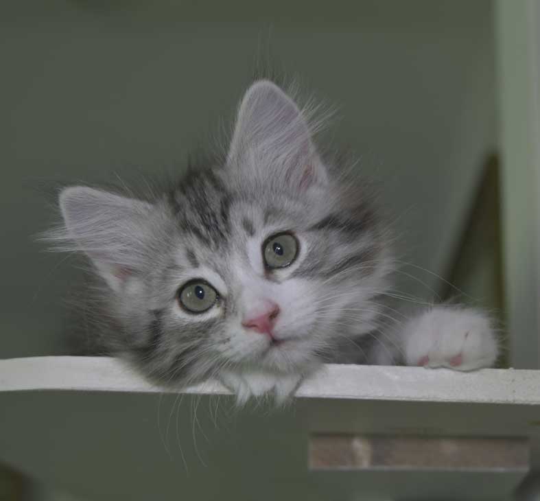 Sibirisk kattunge Seppina