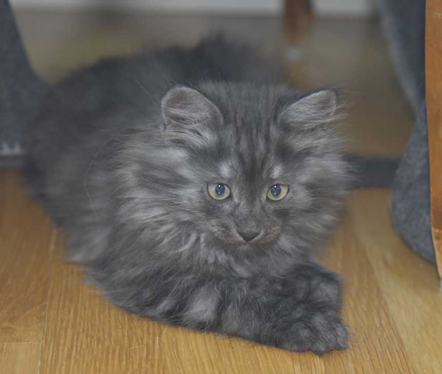 Sibirisk kattunge Skip