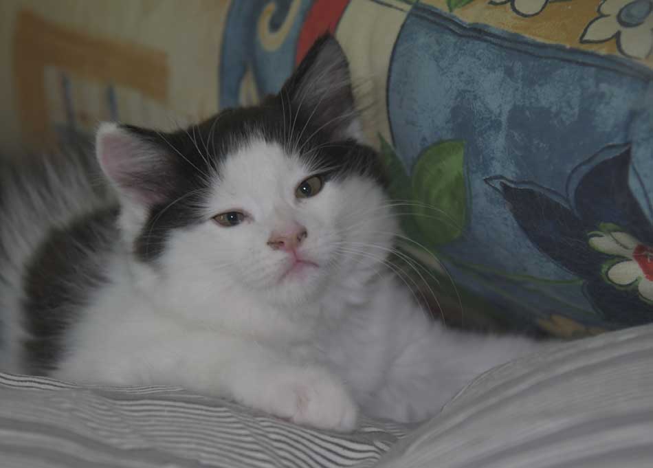 Sibirisk kattunge Saroma