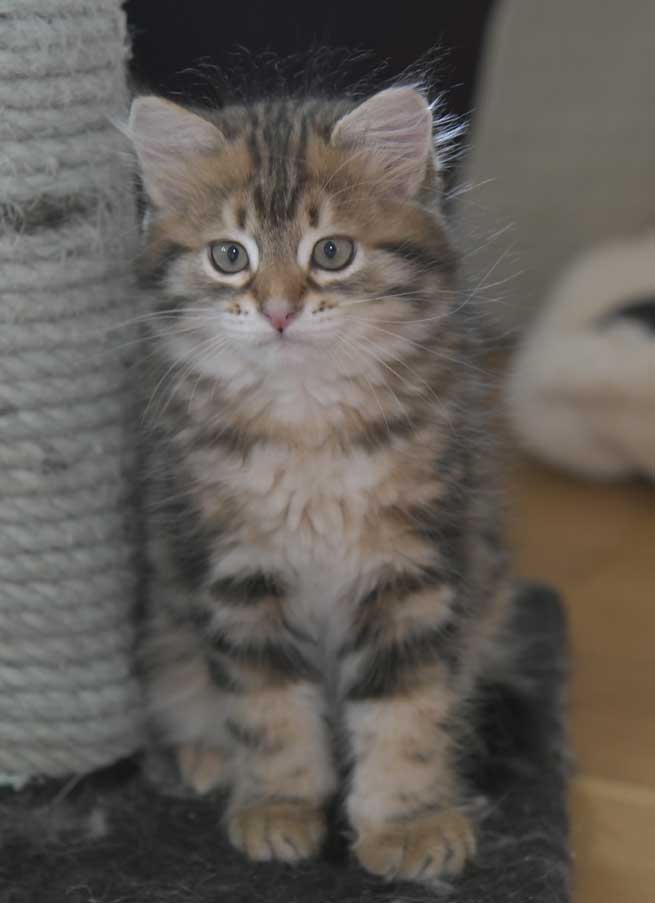 Sibirisk kattunge Semele