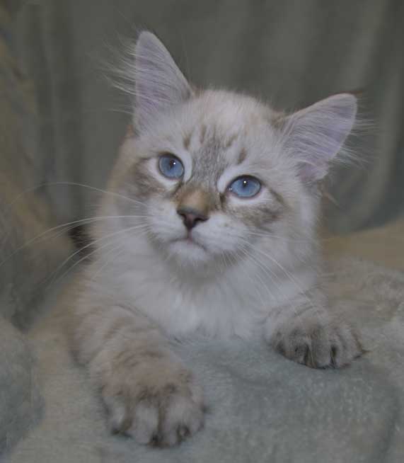 Neva Masquerade kattunge Reiko