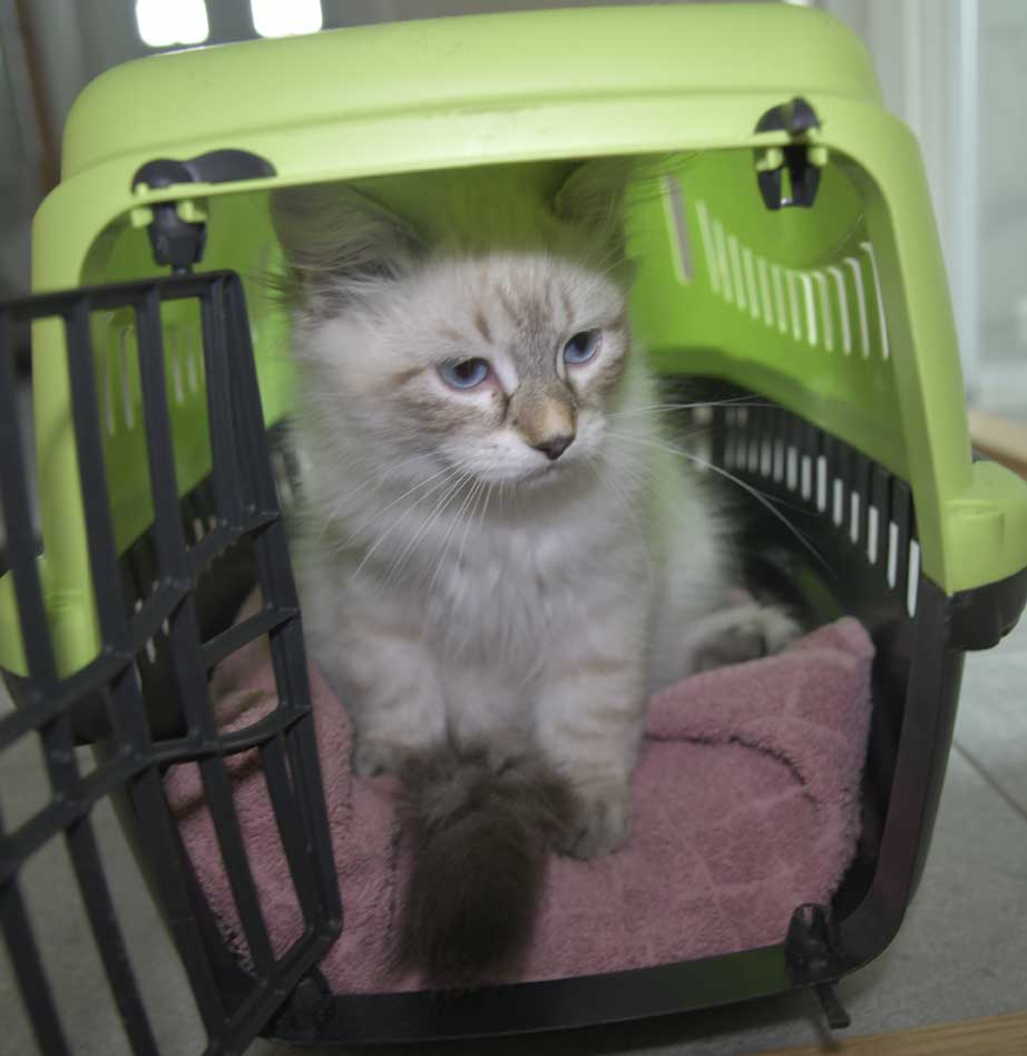 Neva Masquerade katt Reiko