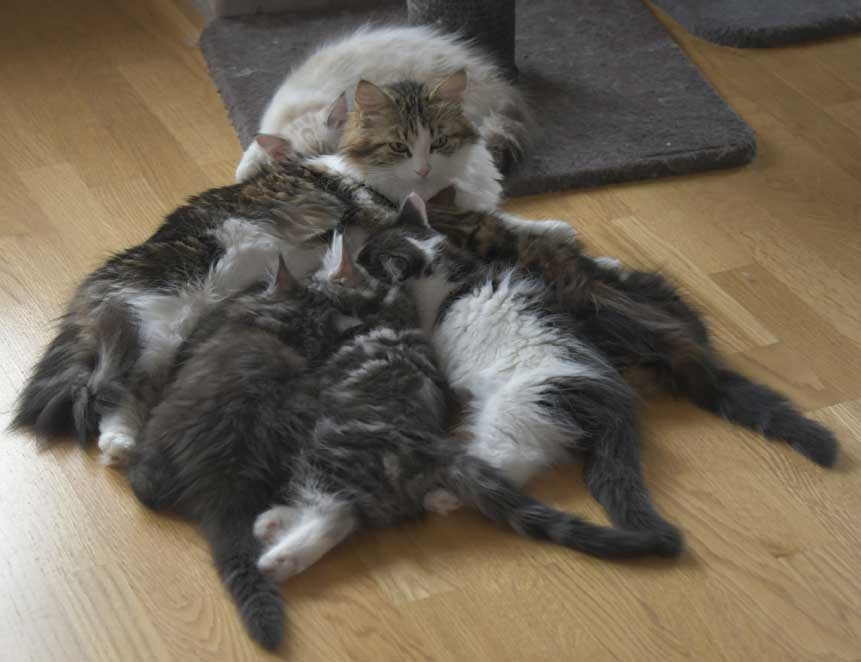 Sibiriska kattungar S3-kull