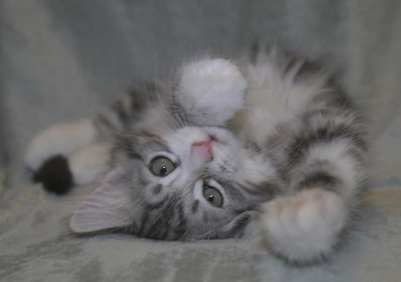 Sibirisk kattunge Seppina