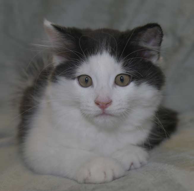 Sibirisk kattunge Saroma