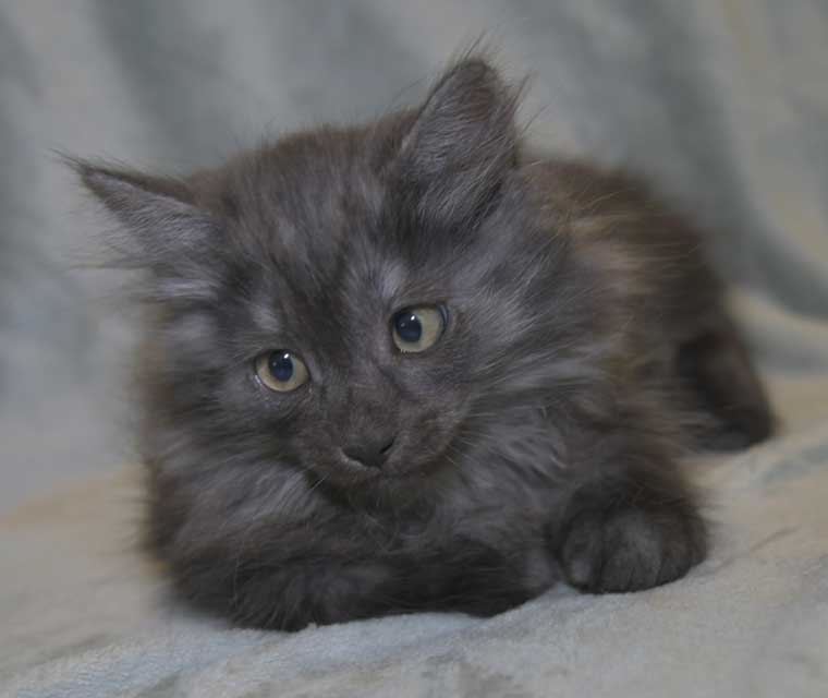 Sibirisk kattunge Skip