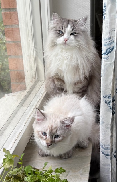 Neva Masquerade Halleys o Ricci