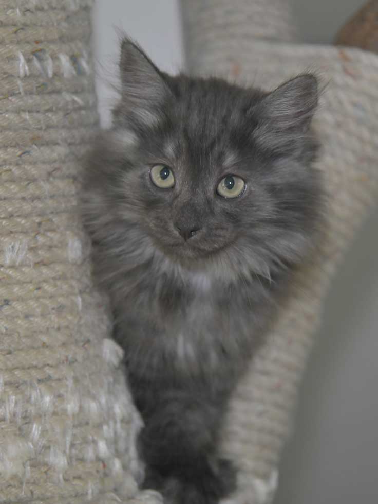 Sibirisk kattunge Skip