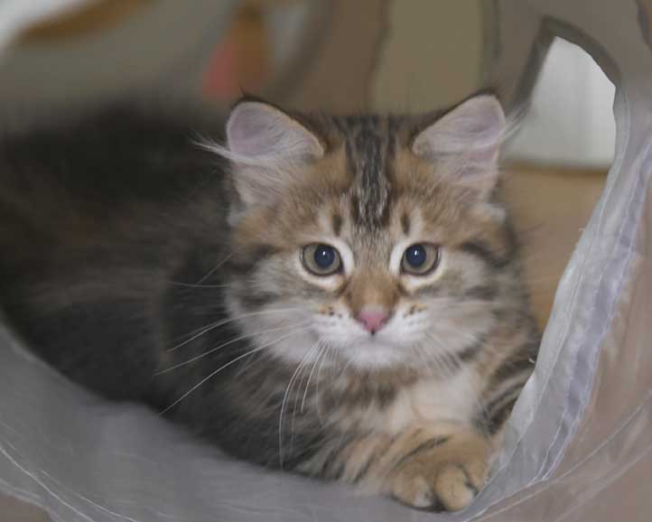 Sibirisk kattunge Semele