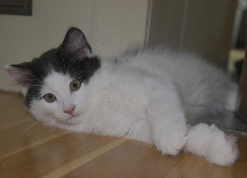 Sibirisk kattunge Saroma