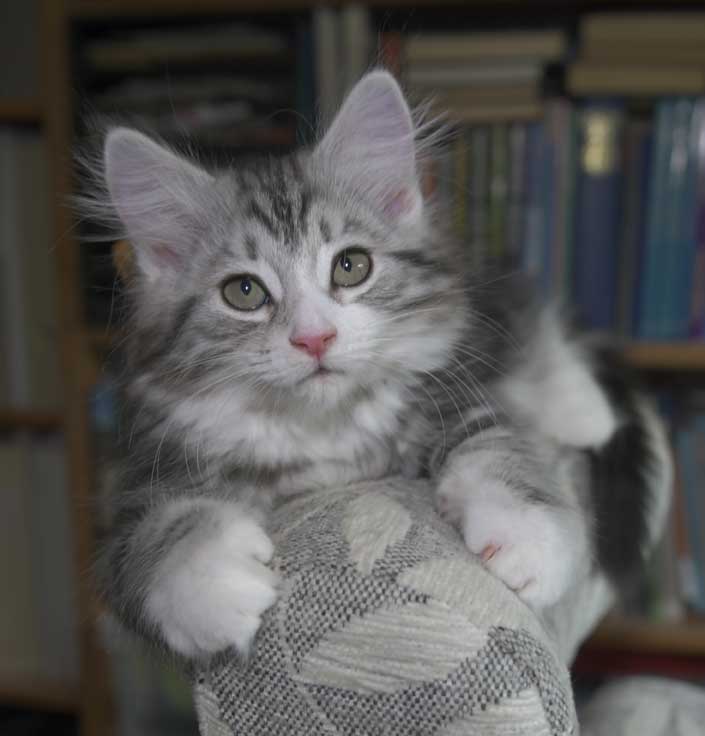 Sibirisk kattunge Seppina