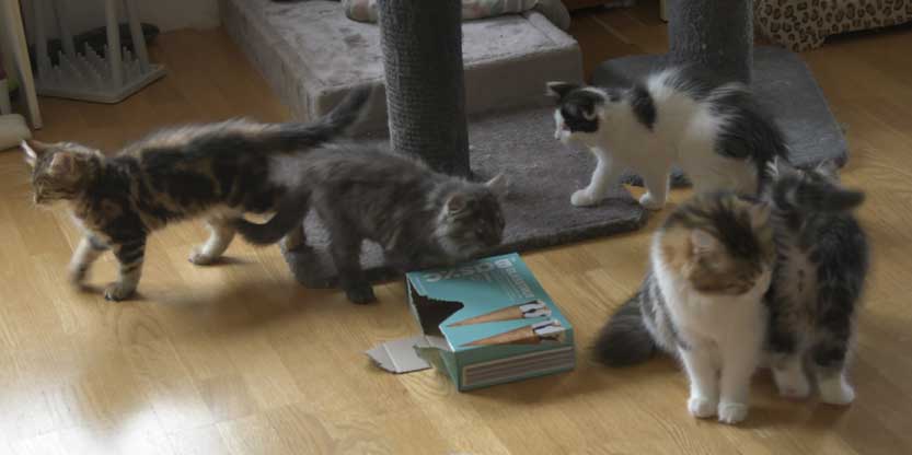 Sibiriska kattungar S3-kull