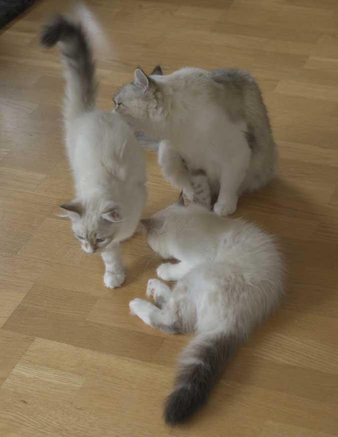 Neva Masquerade kattungar R3-kull