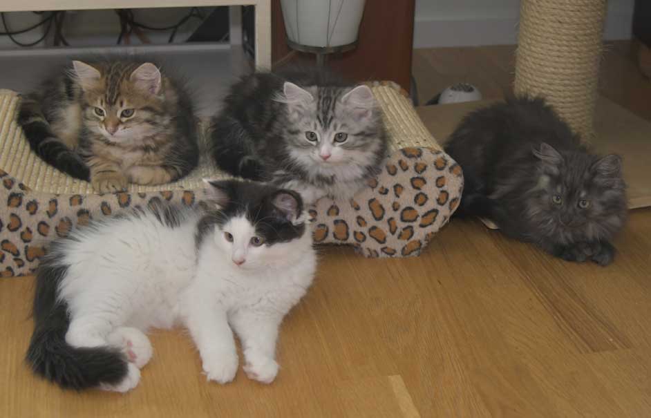 Sibiriska kattungar S3kull