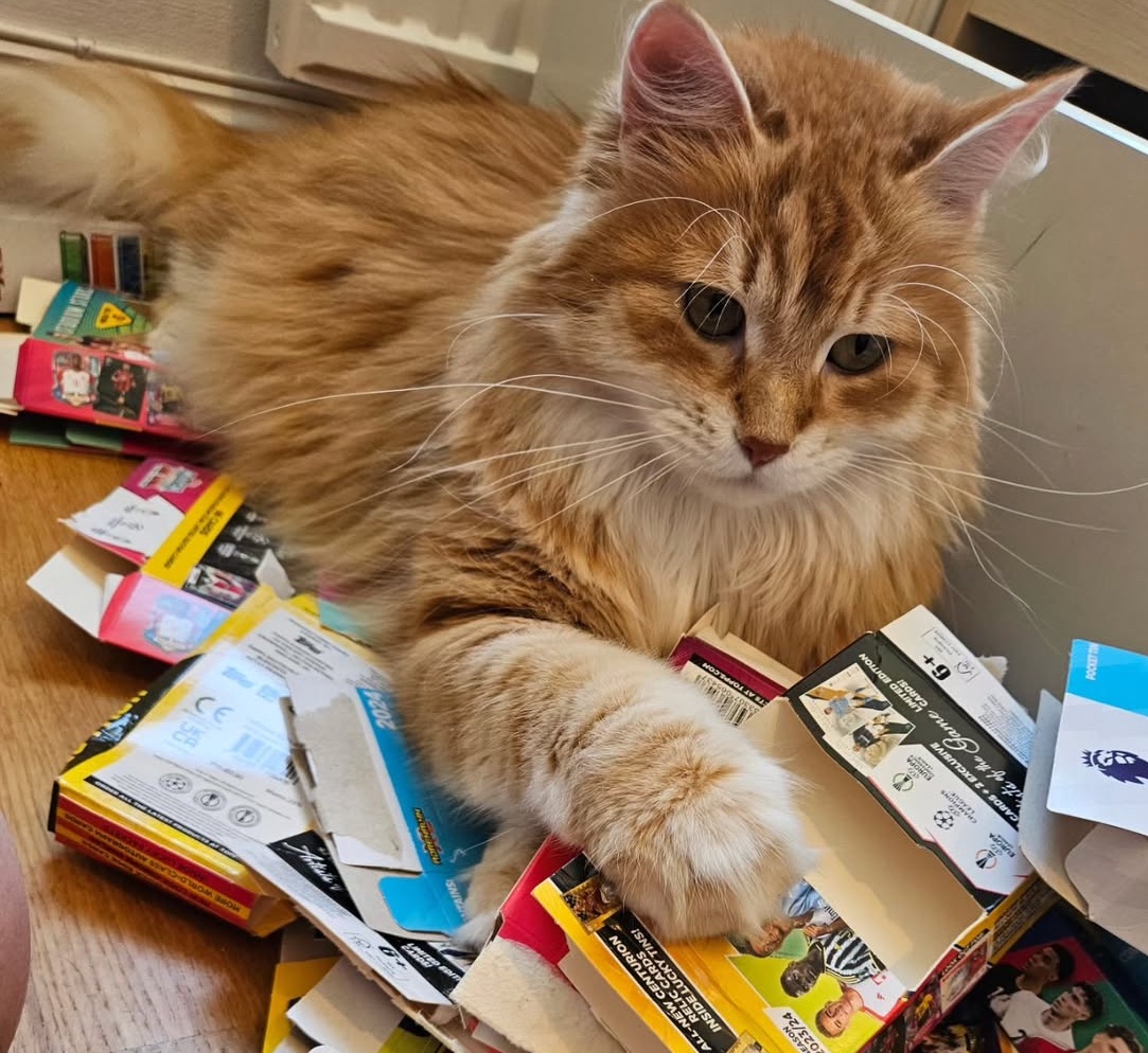 Sibirisk katt Ferrari