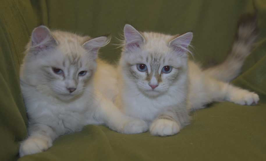 Neva Masquerade kattungar R3-kull