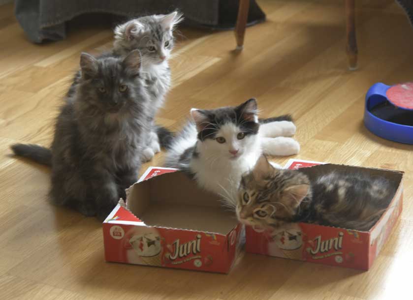 Sibiriska kattungar S3-kull