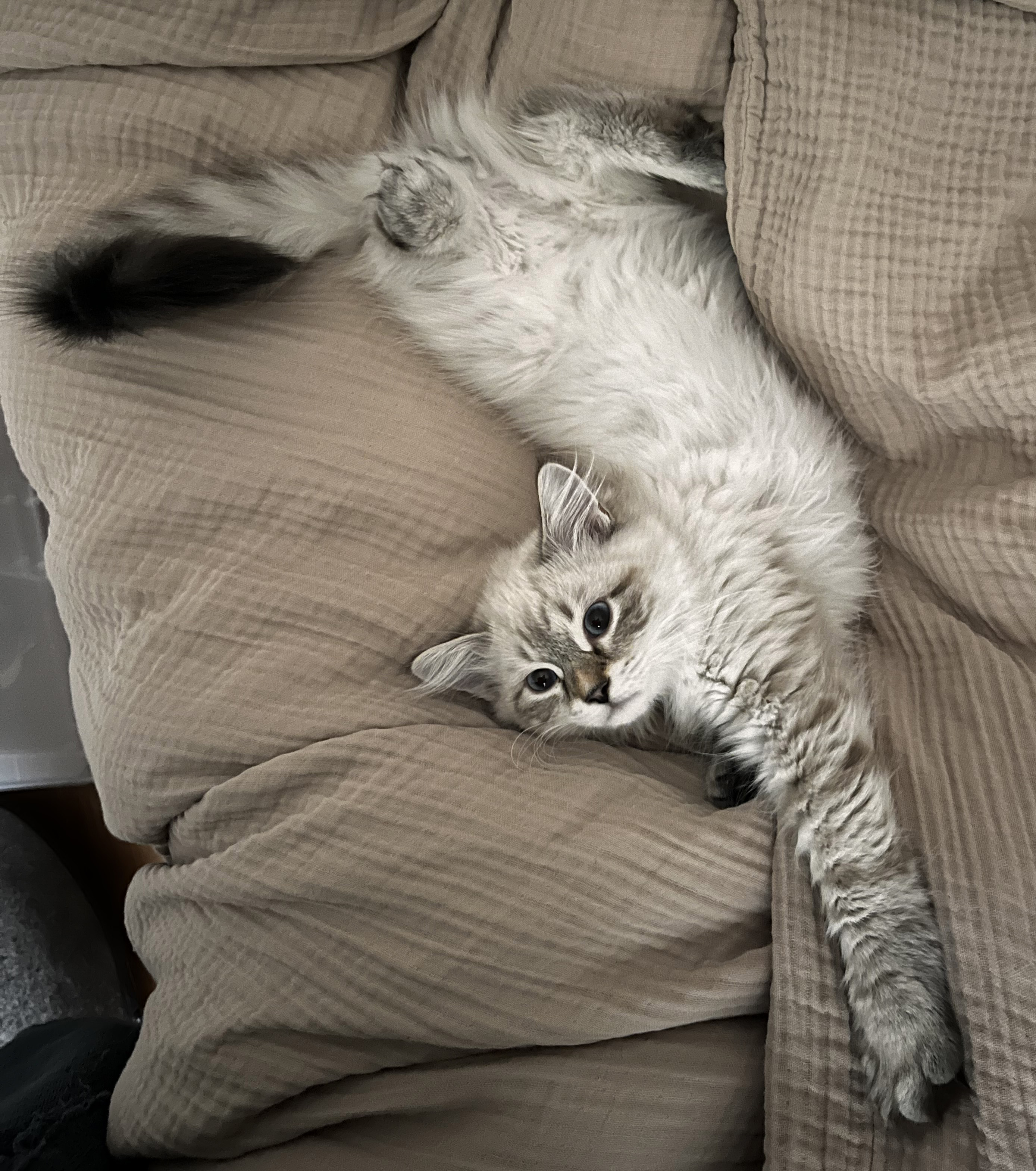 Neva Masquerade kattunge Reiko