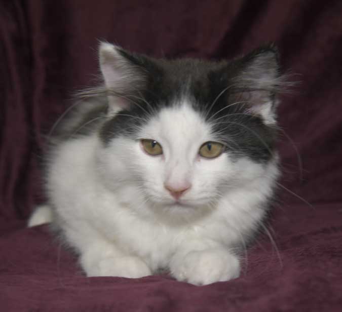 Sibirisk kattunge Saroma