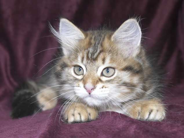 Sibirisk kattunge Semele