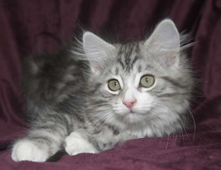 Sibirisk kattunge Seppina