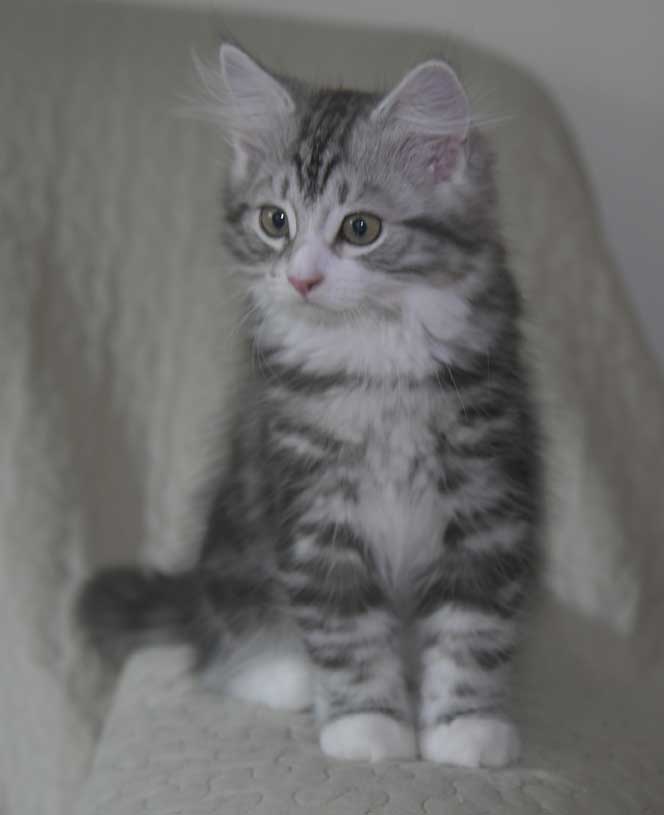 Sibirisk kattunge Seppina